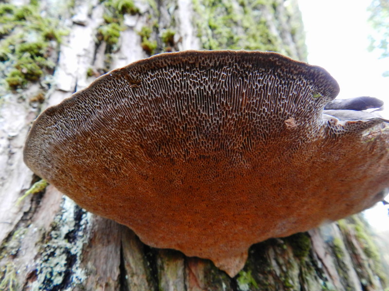 Ganoderma sp.??